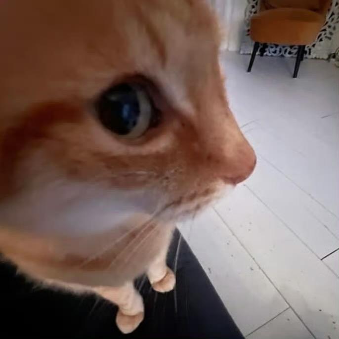 打鸣的公鸡朴海美