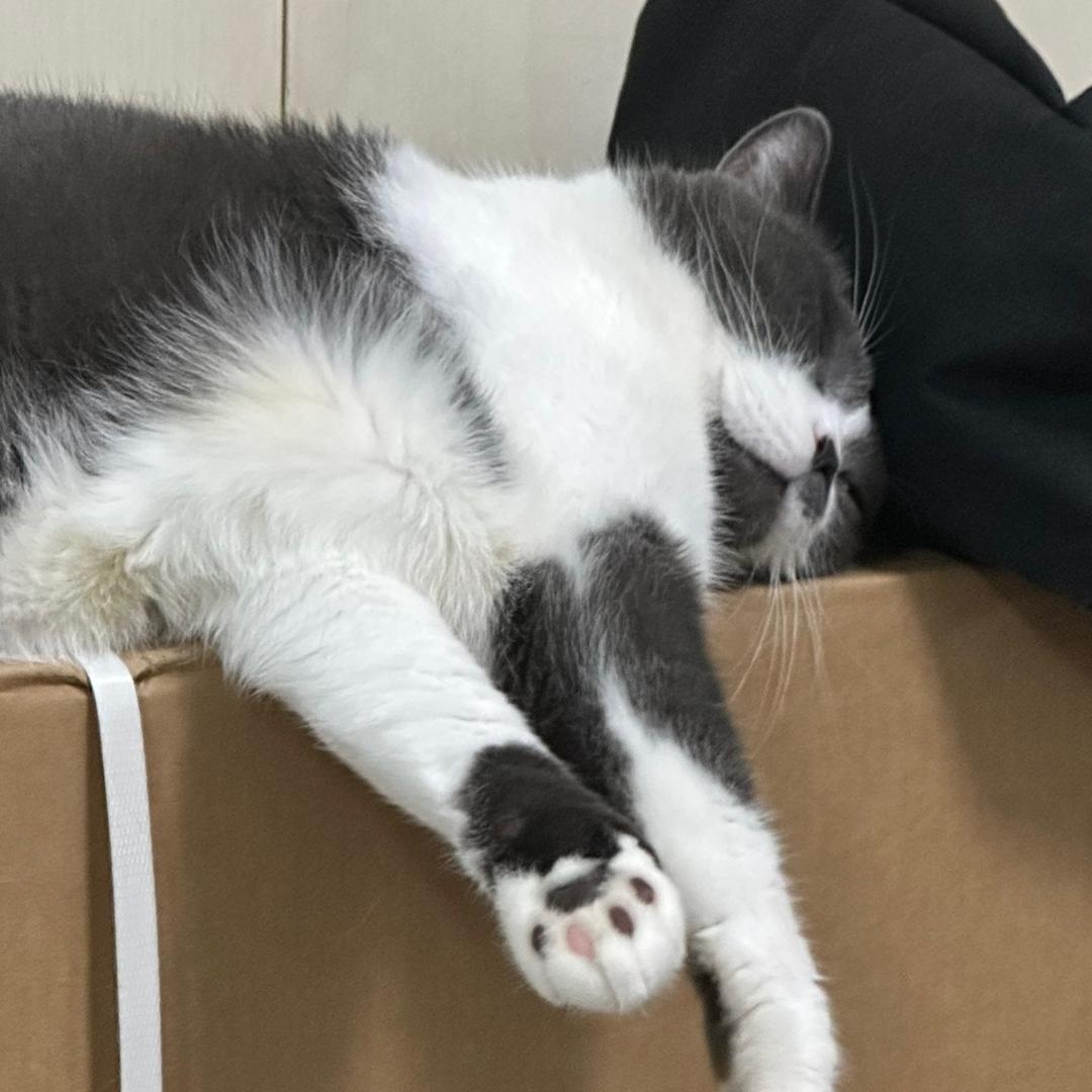 大叉子Qbb
