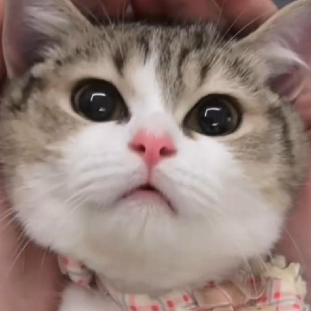 花喵🐱姐姐