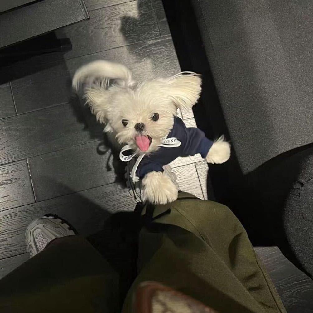 忧伤的小帅