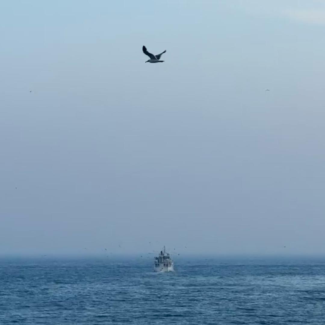 浮夸半生