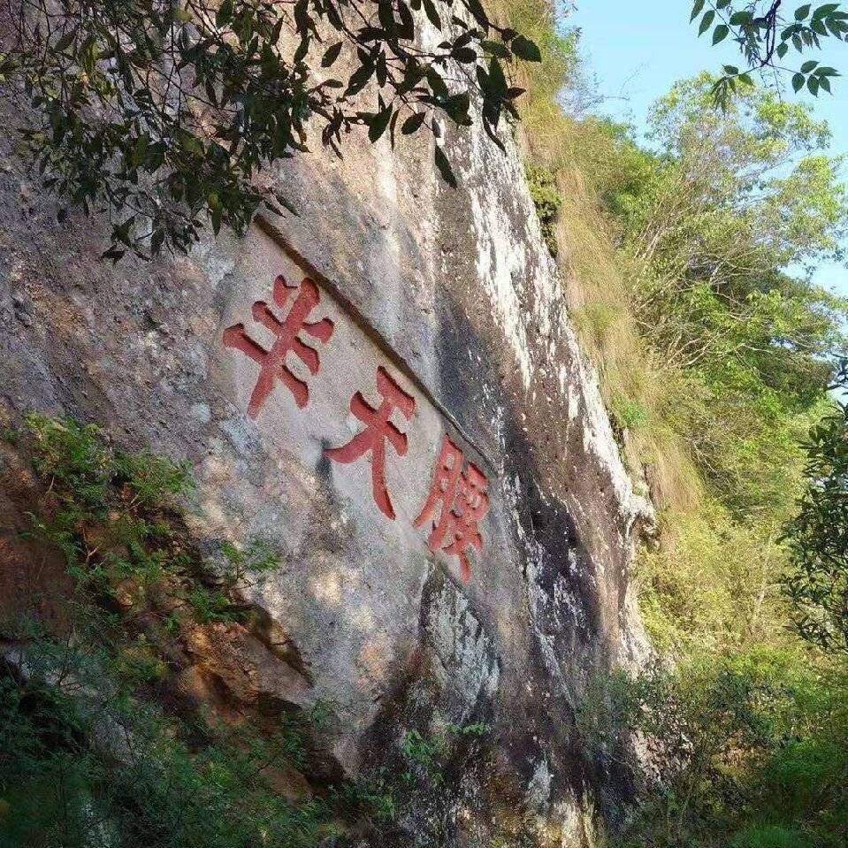 武夷山半天腰生态茶业有限公司认养茶山
