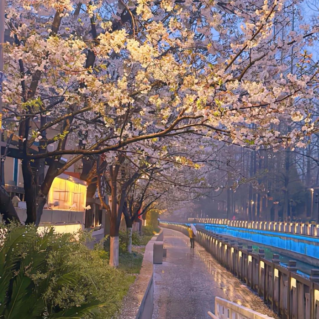 繁花室景