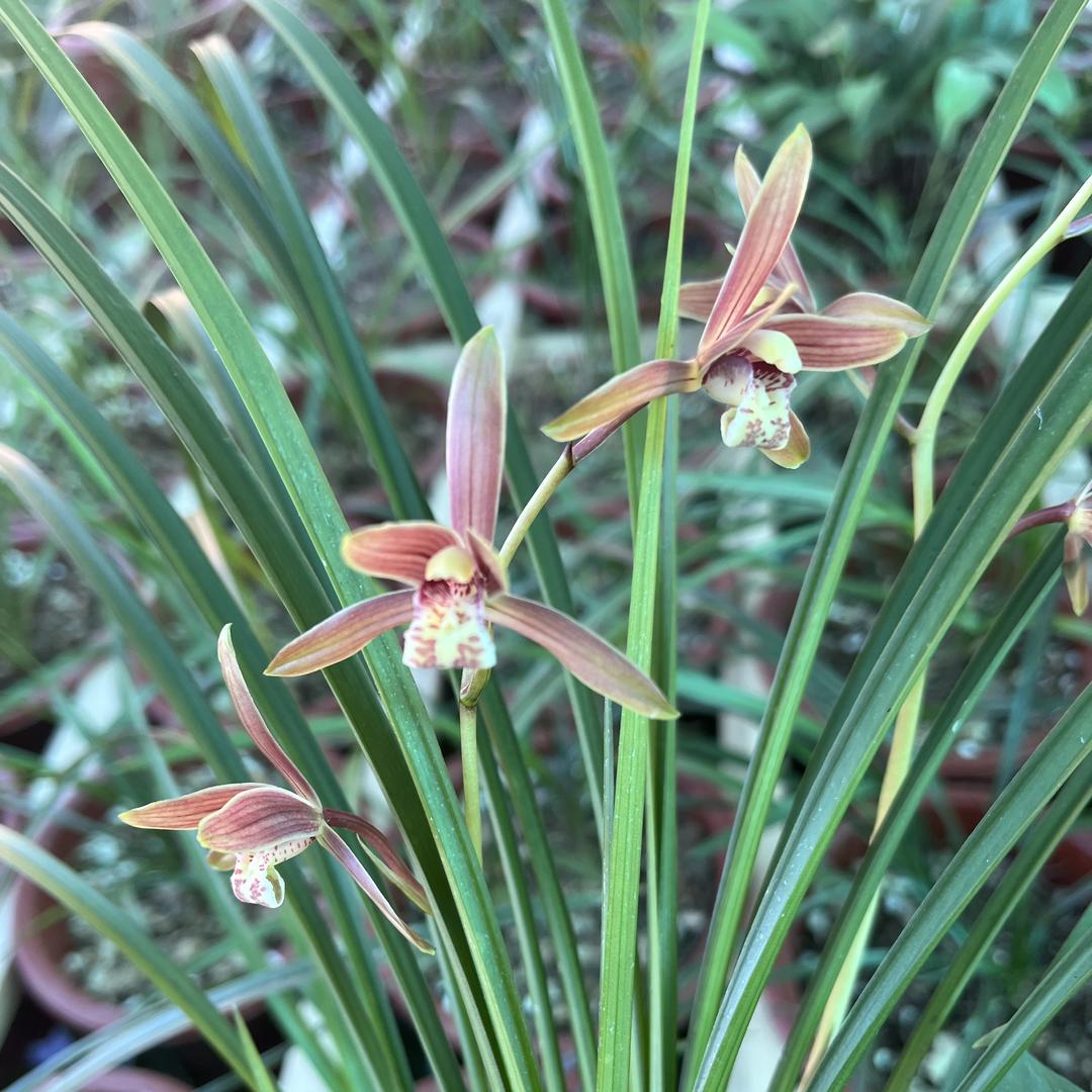 青帆花卉创意生活坊