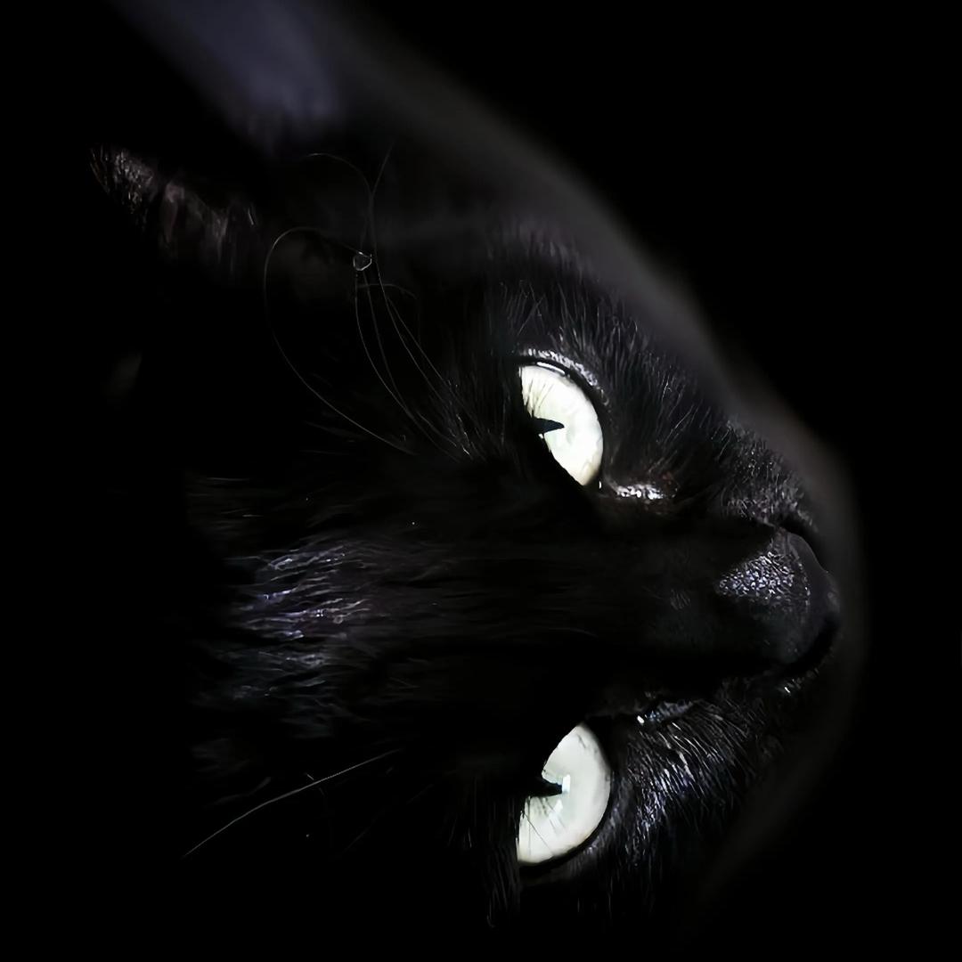 黑猫（收出装备🚇）