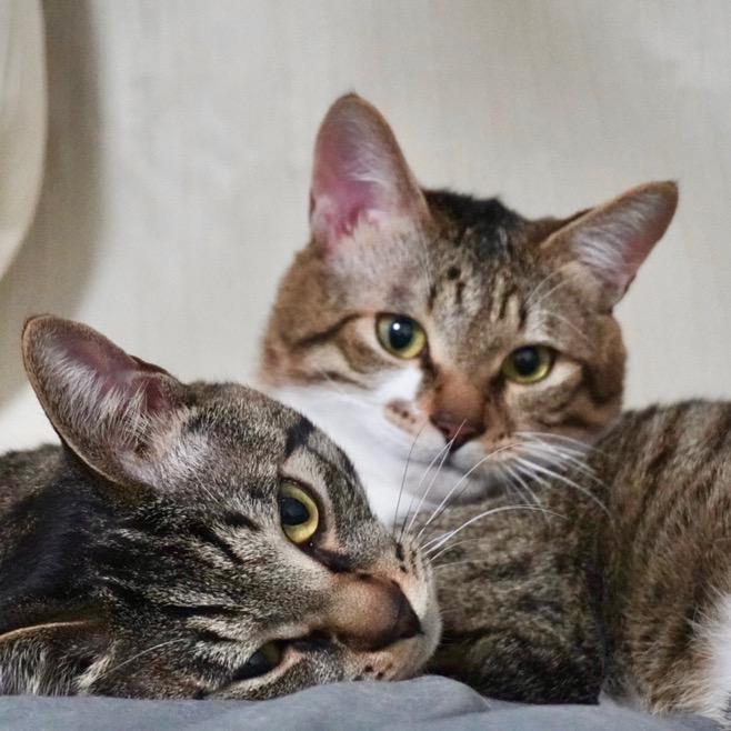 二五崽和八萬🐈