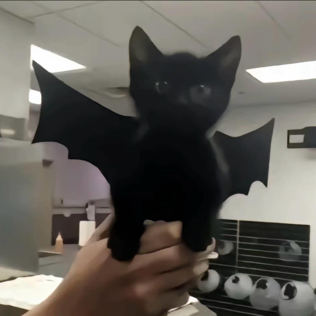 黑猫的白牙