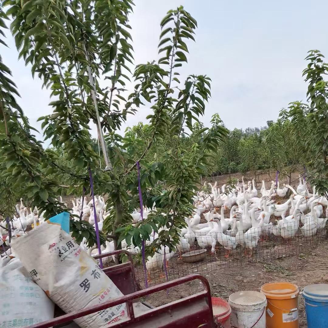 三妹家田园农场