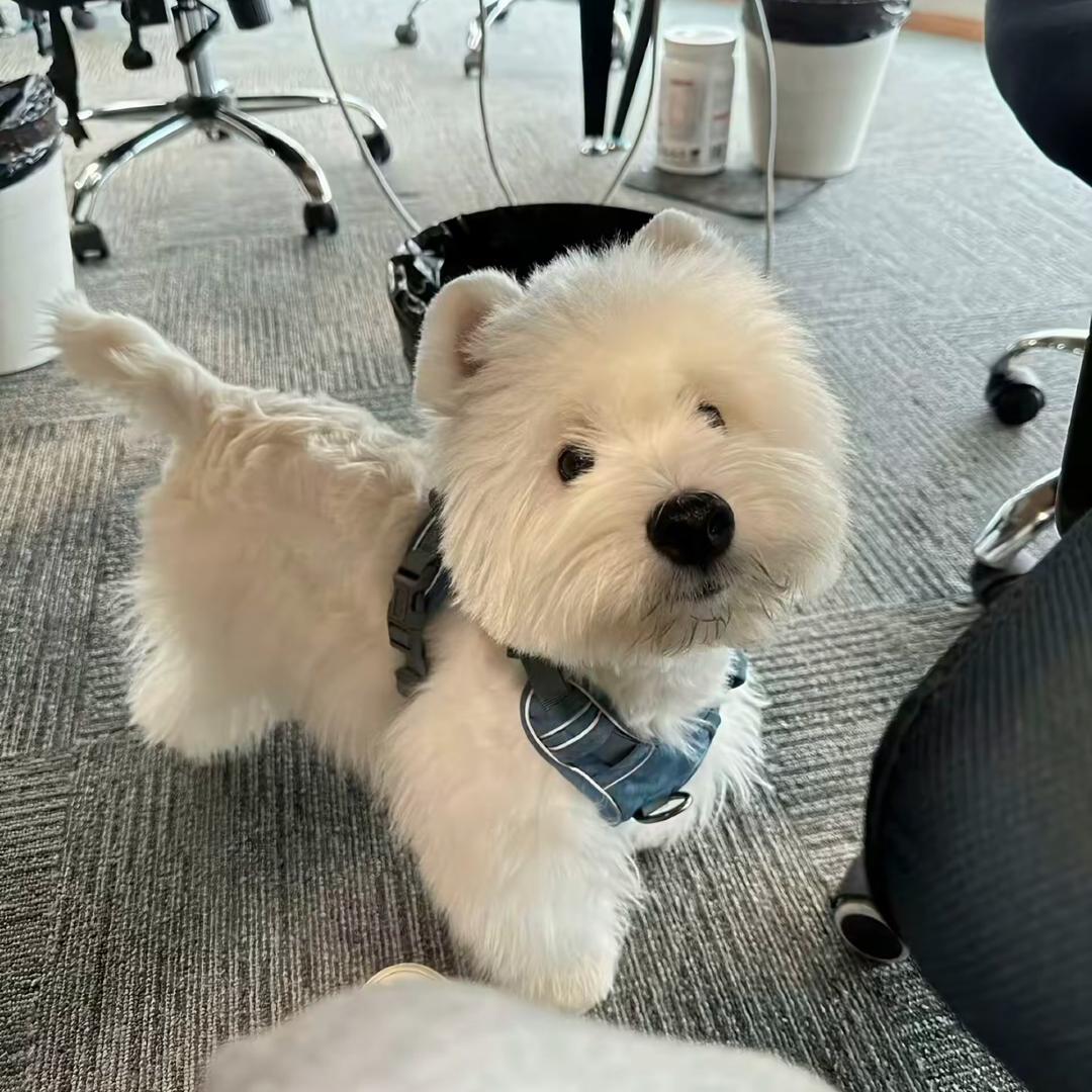 西高地🐶