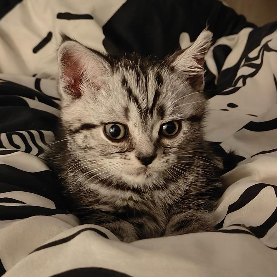 小酌与茉莉🐈