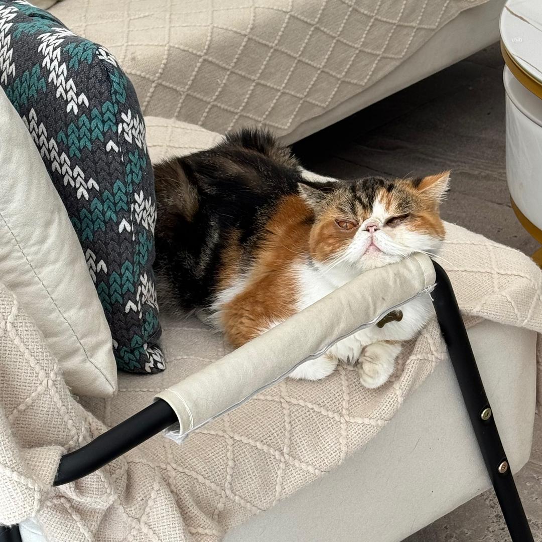 两只猫