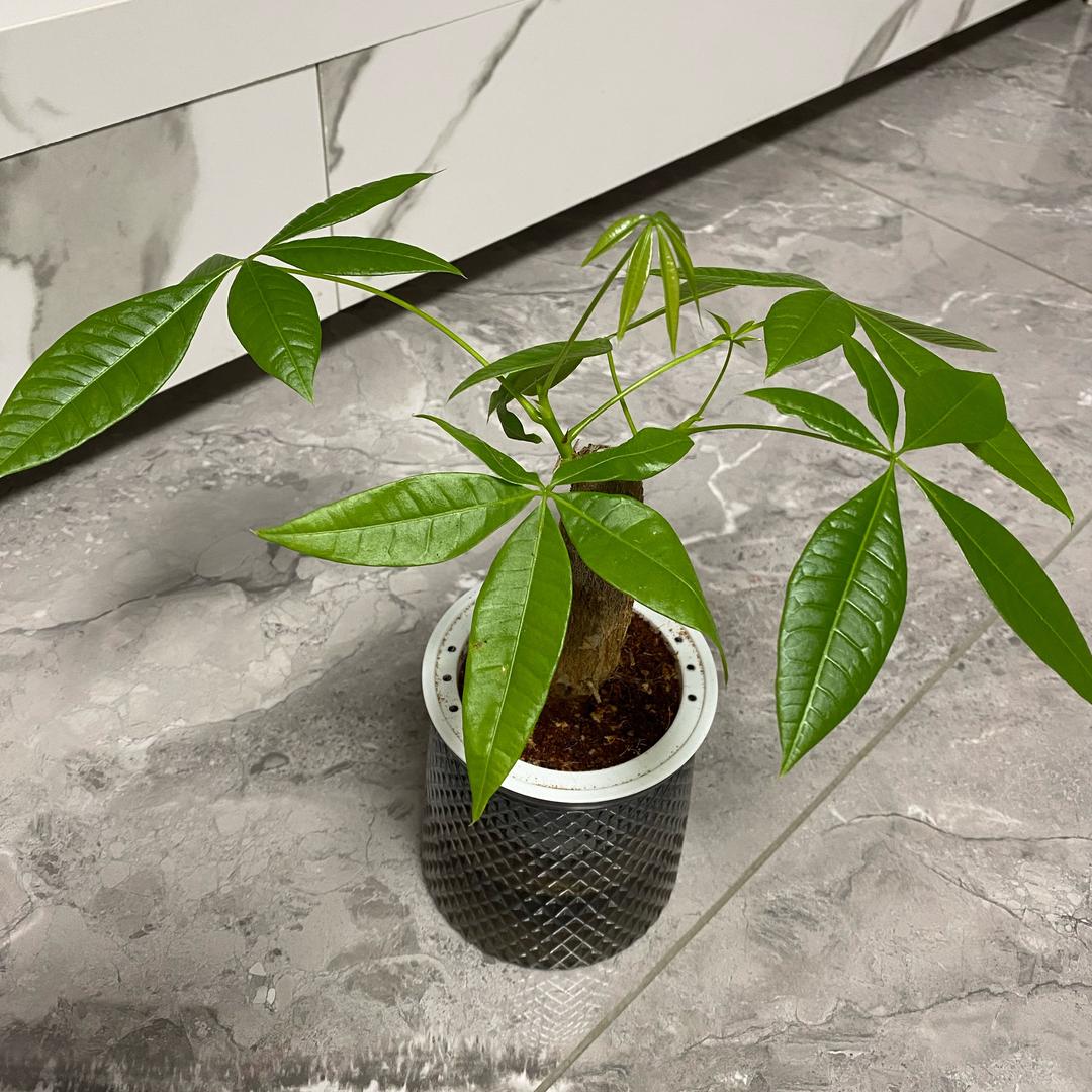 风中雨荷👄