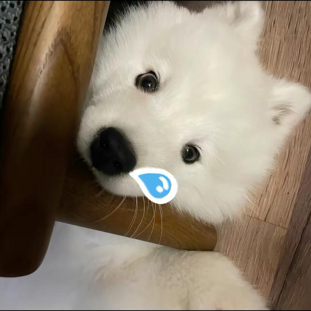 Aa 小狗什么的最喜欢啦
