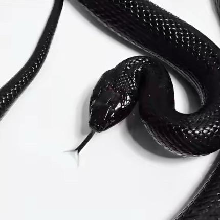 BLACK  SNAKE
