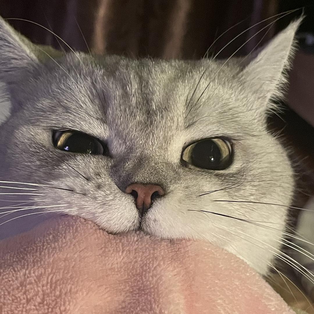 卡猪不是猪