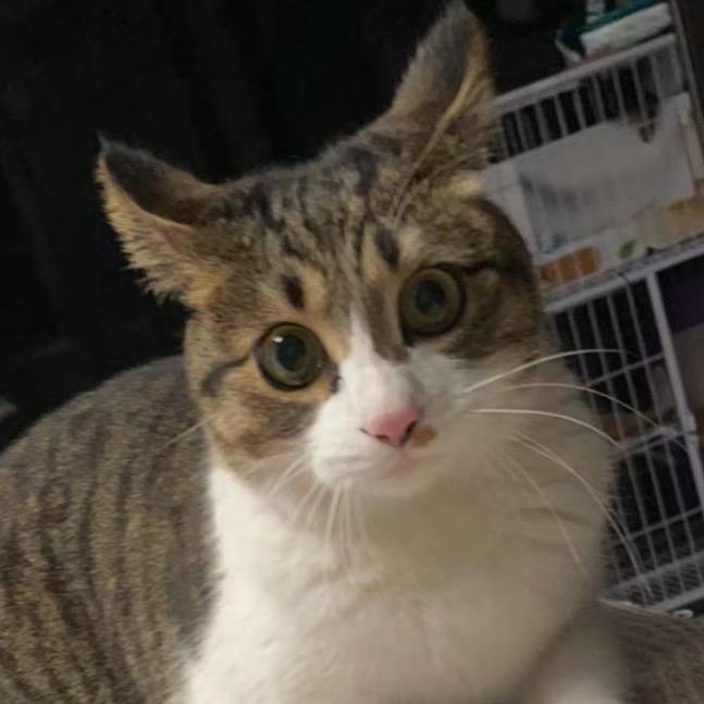 小咪小咪天下无敌