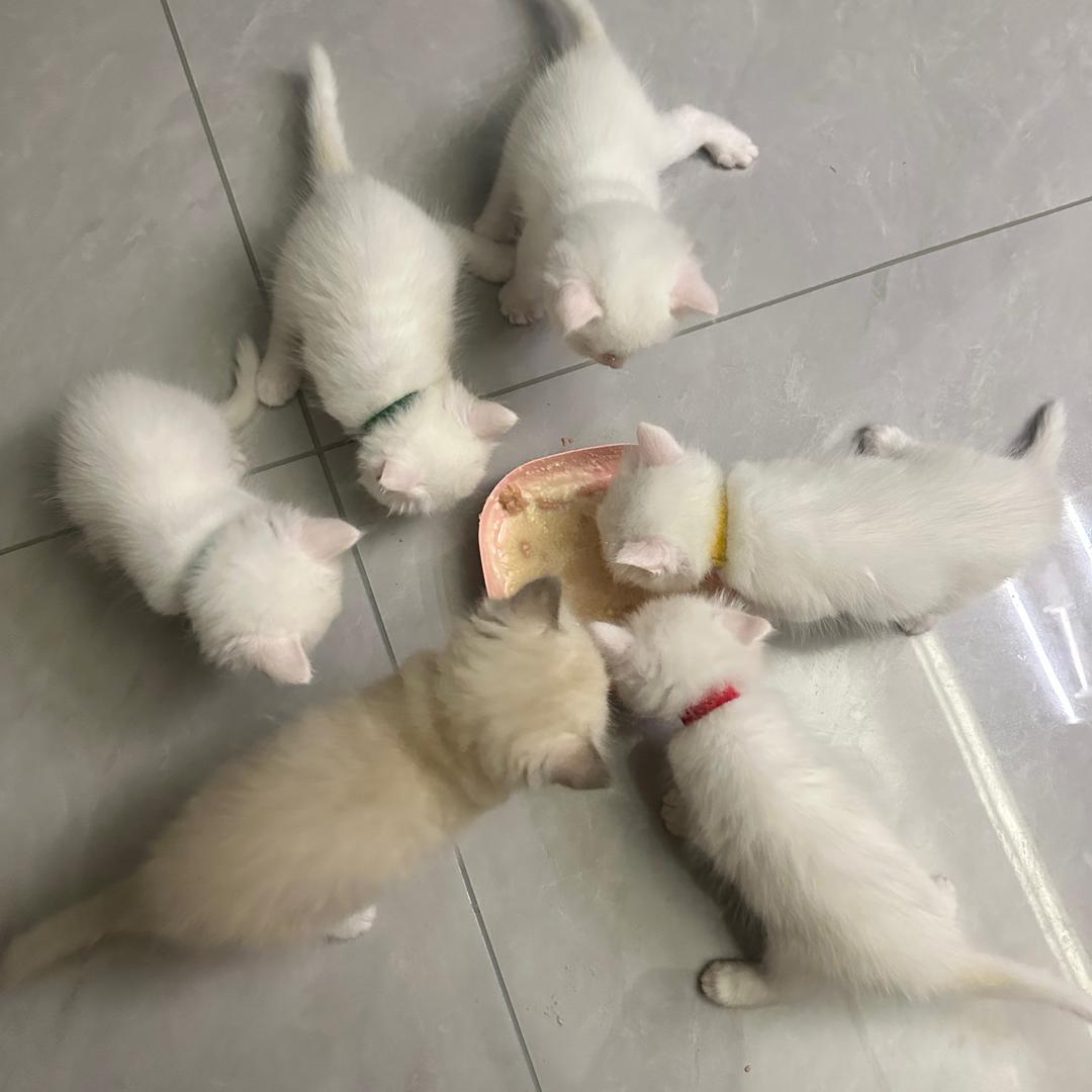 家有小猫咪🐱，