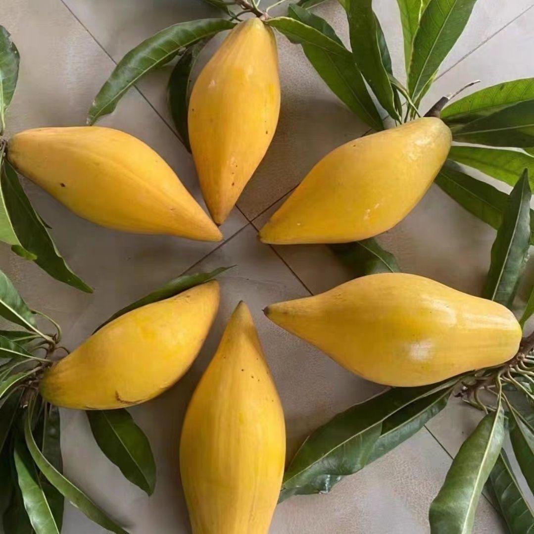 花卉园艺专营店