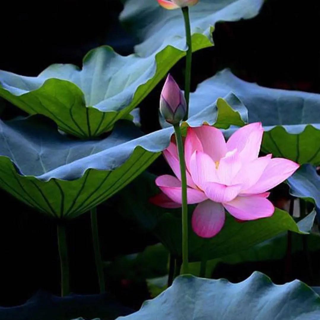 花开富贵吉祥平安