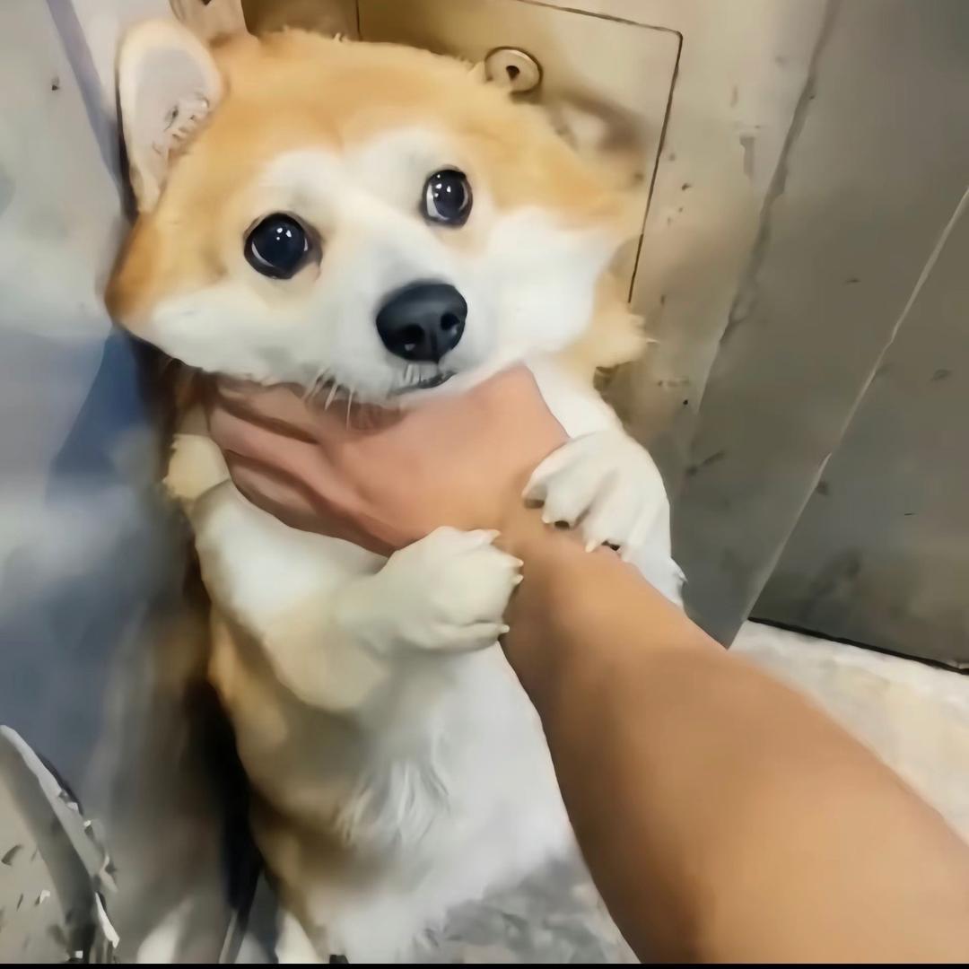 温柔🍃有毒🔥