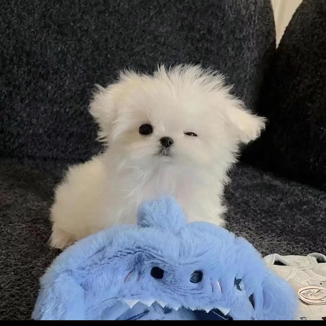 相今