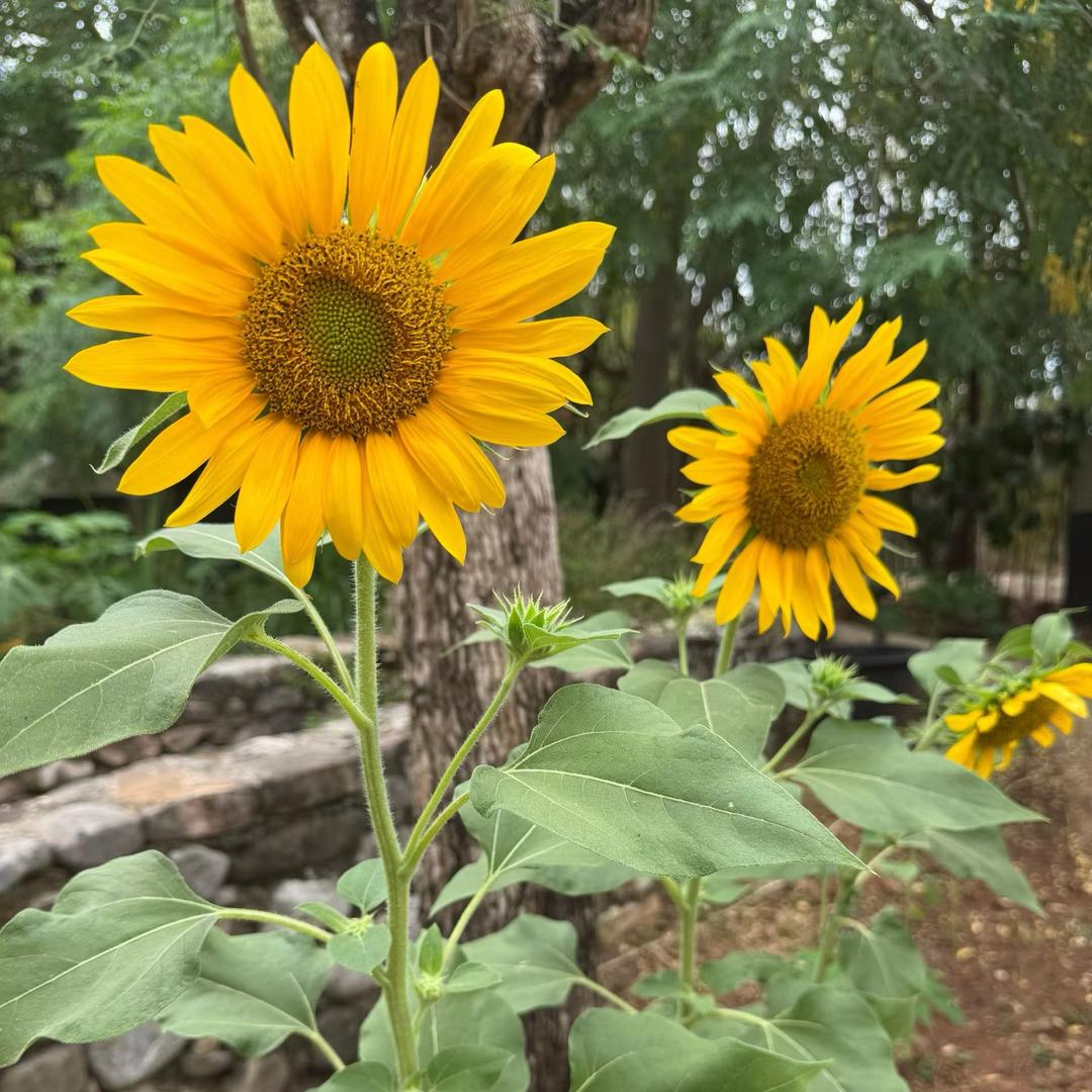 大太阳🌞