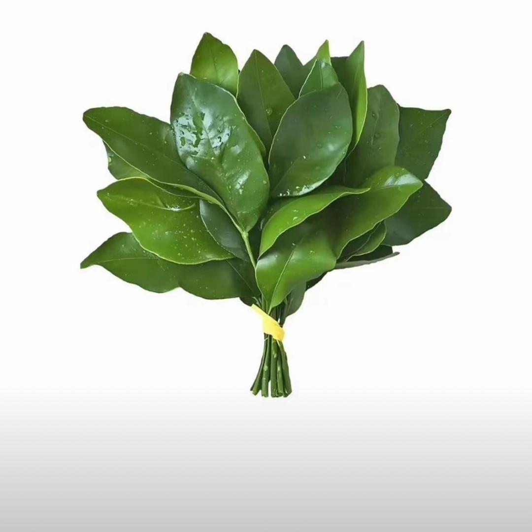 洛芷🫧