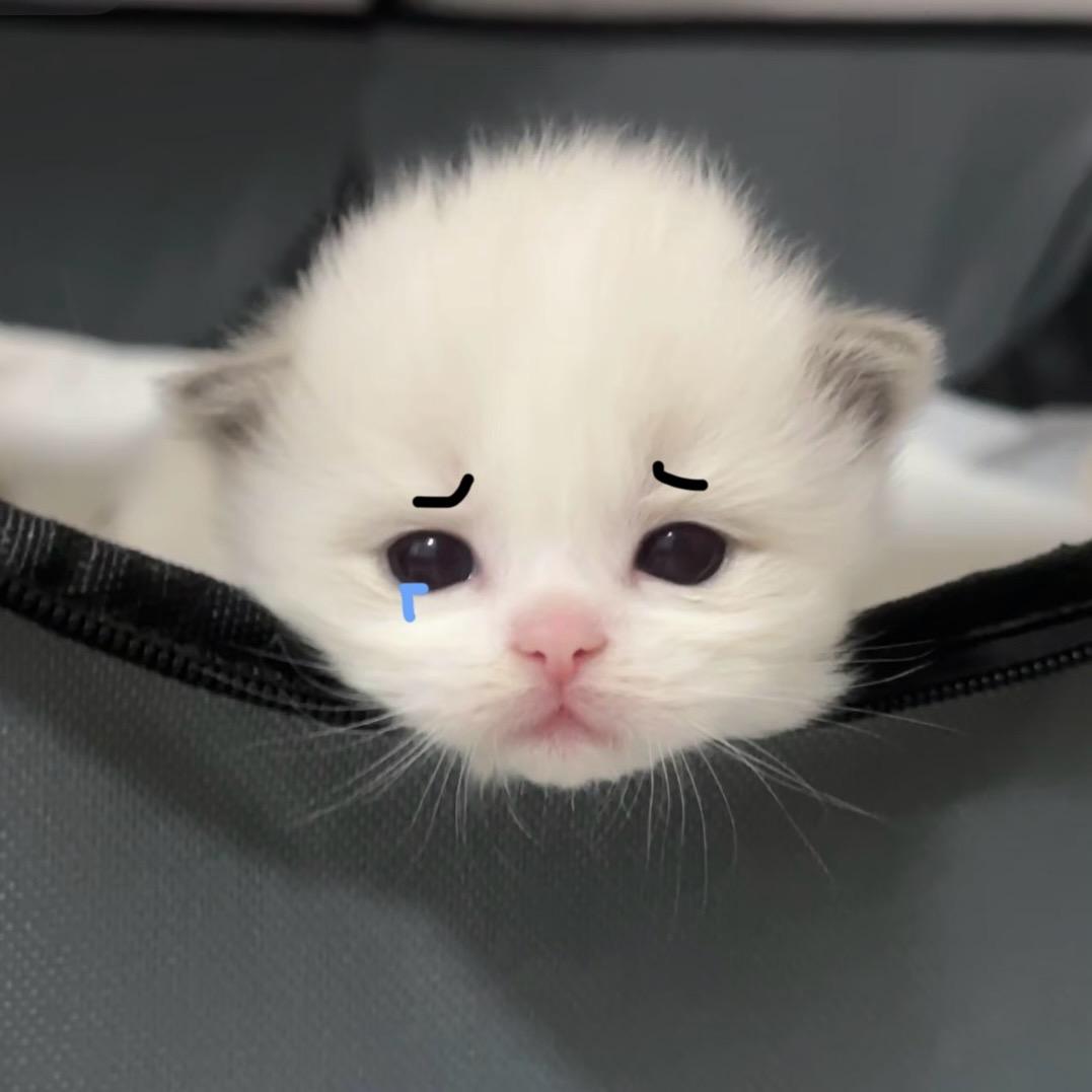 少爷的剑