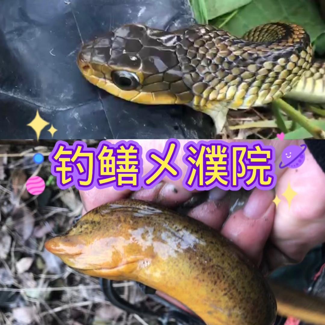 户外钓鳝㐅濮院(同款钩有售)