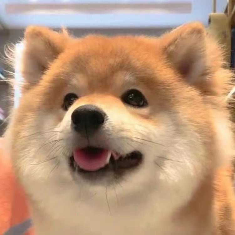 小鱼不鱼