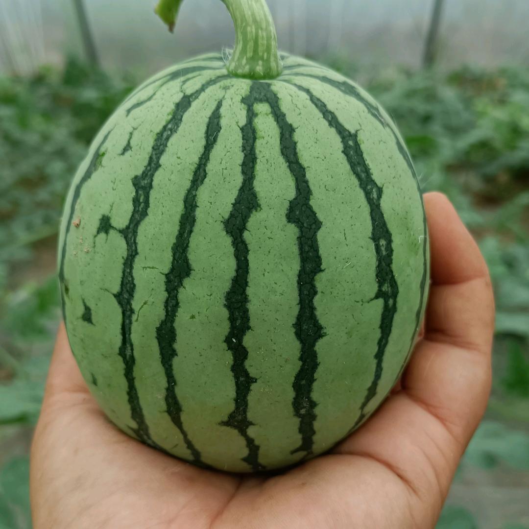 西瓜妹悠悠草