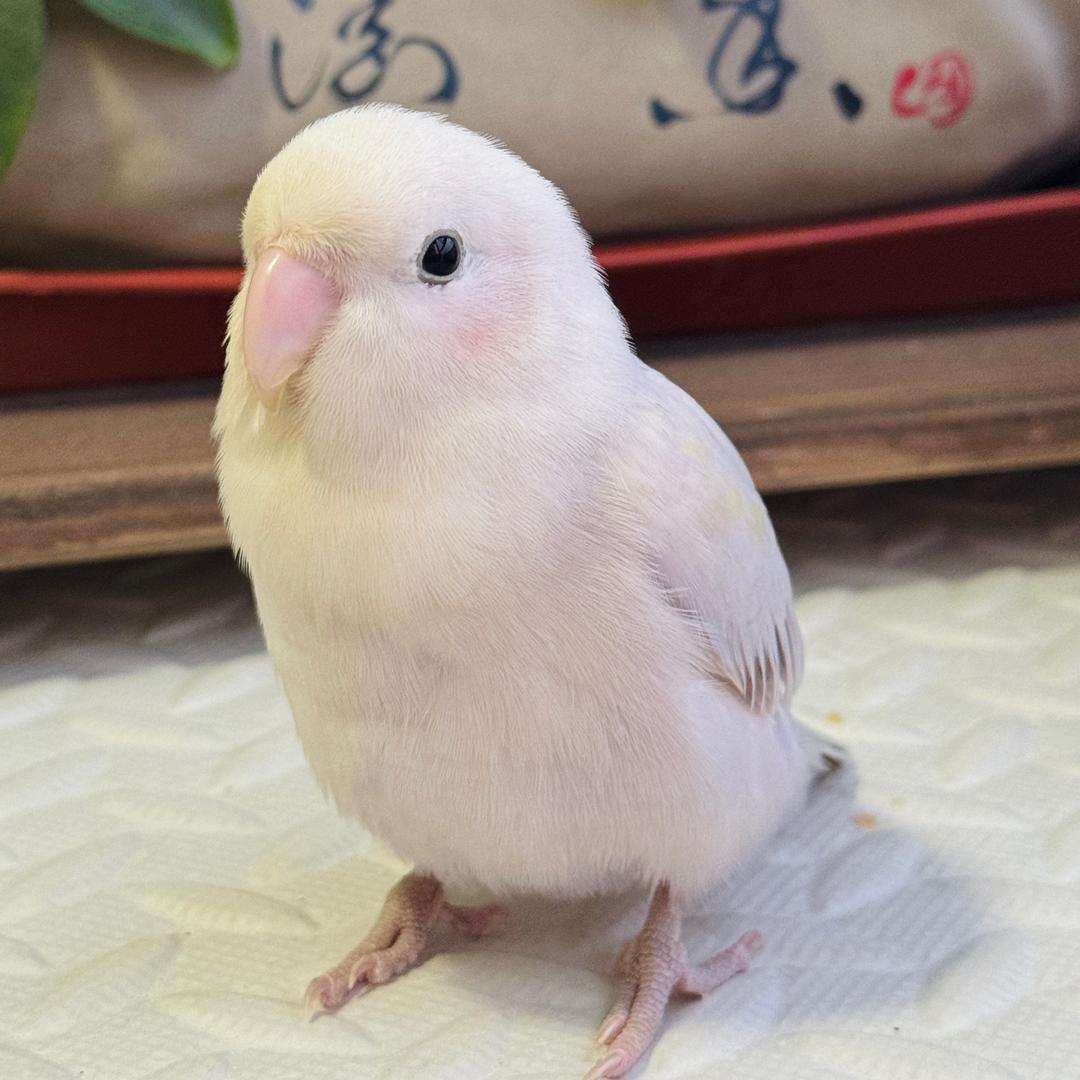 八路小鸡的日常