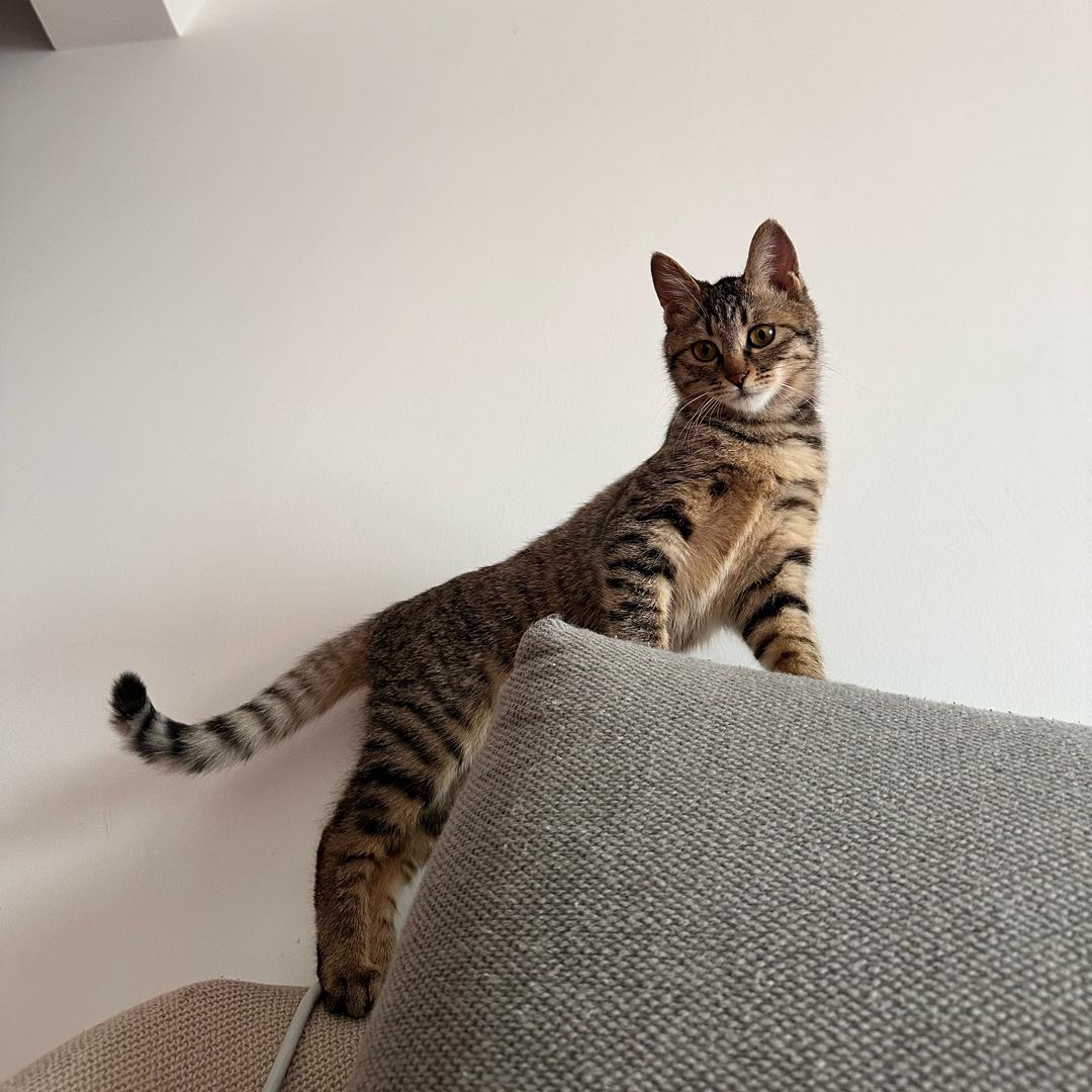 咪咪陶