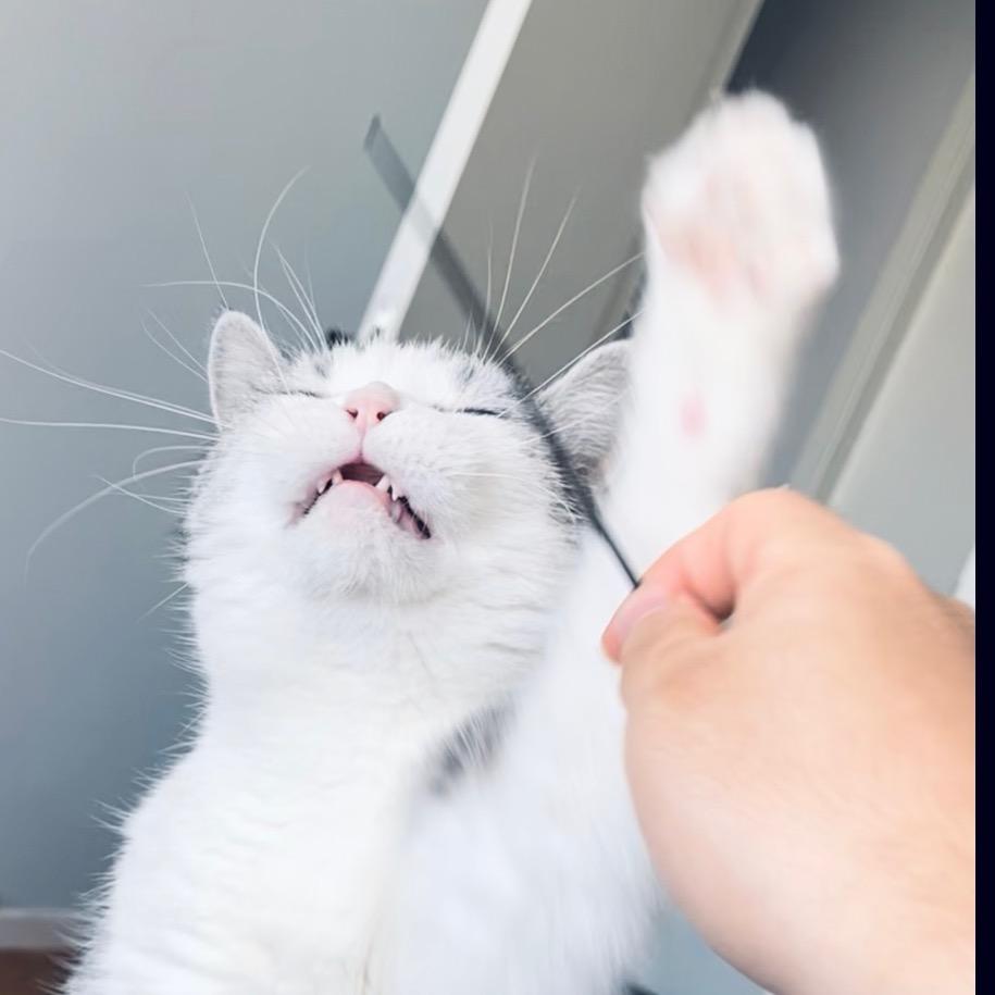 有喵，叫丁大麦