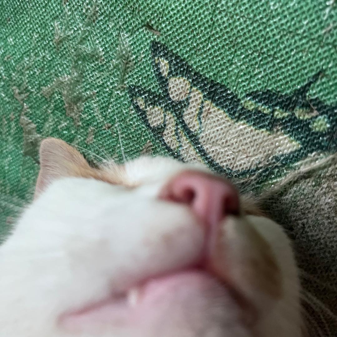 AI吵吵