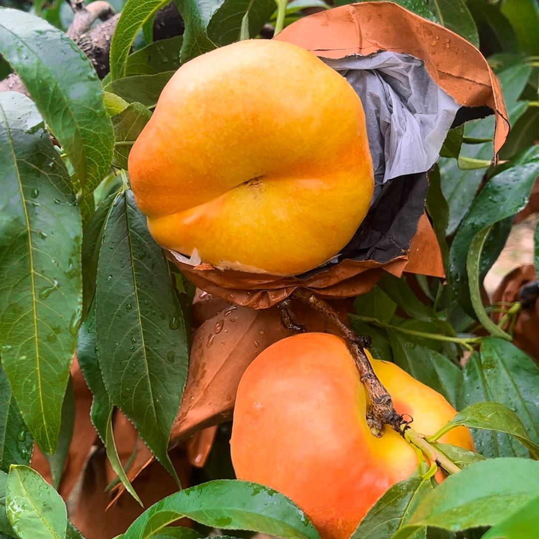 沂蒙生鲜🍑