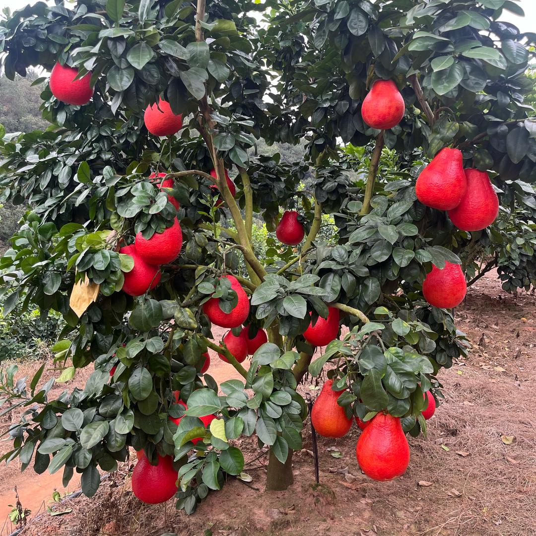 桂乡暹罗红柚种植基地