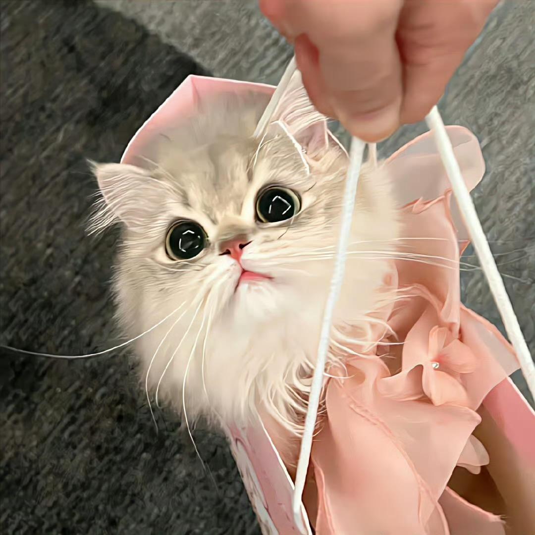🐱Sinsoledad