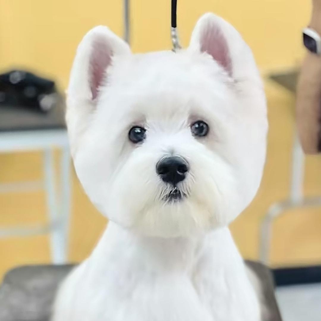 汪仔