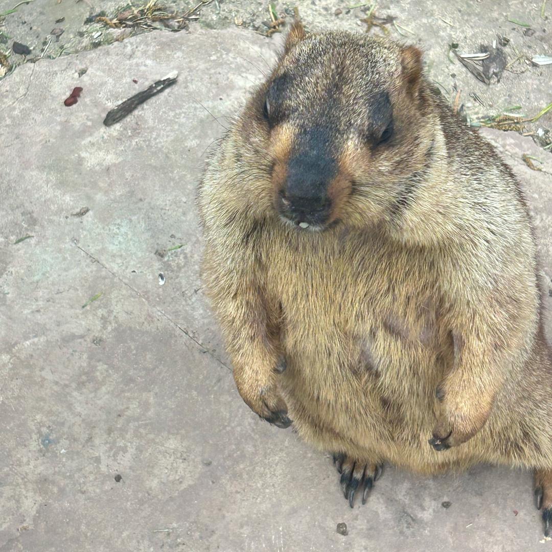 £叫兽↘大叔彡