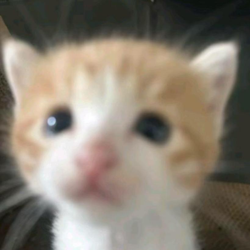 汉堡小猫🍔