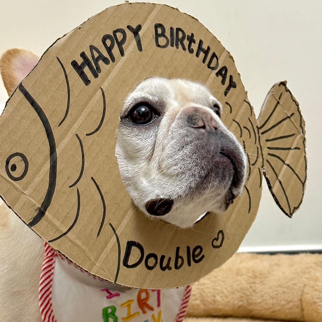 一只Double