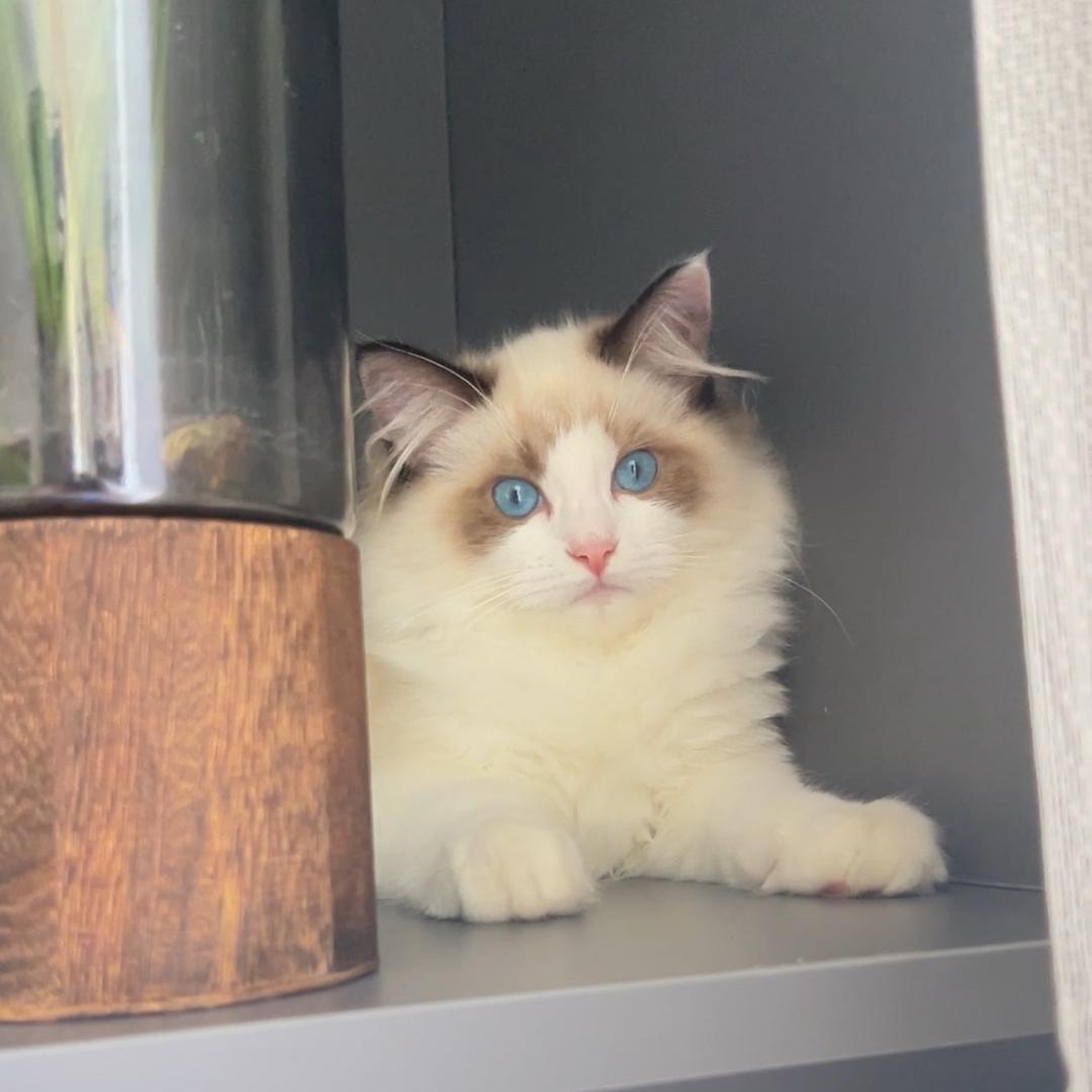 金豆豆是只猫