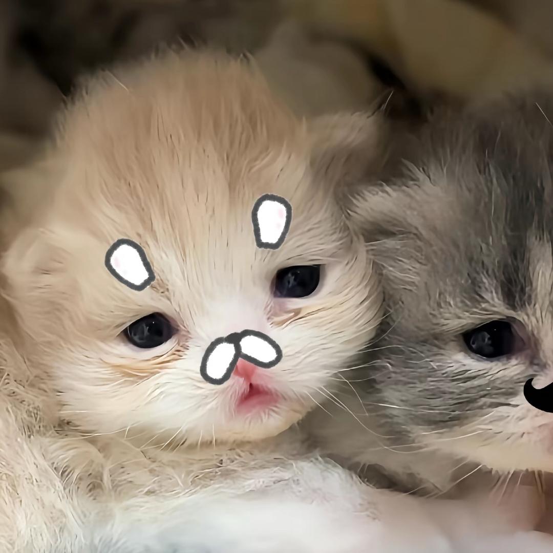 圈圈没有圈
