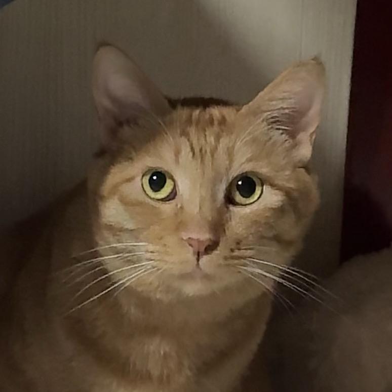 Shimmer（求推荐orz