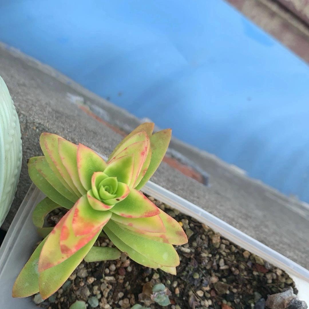 野生小向日葵🌻