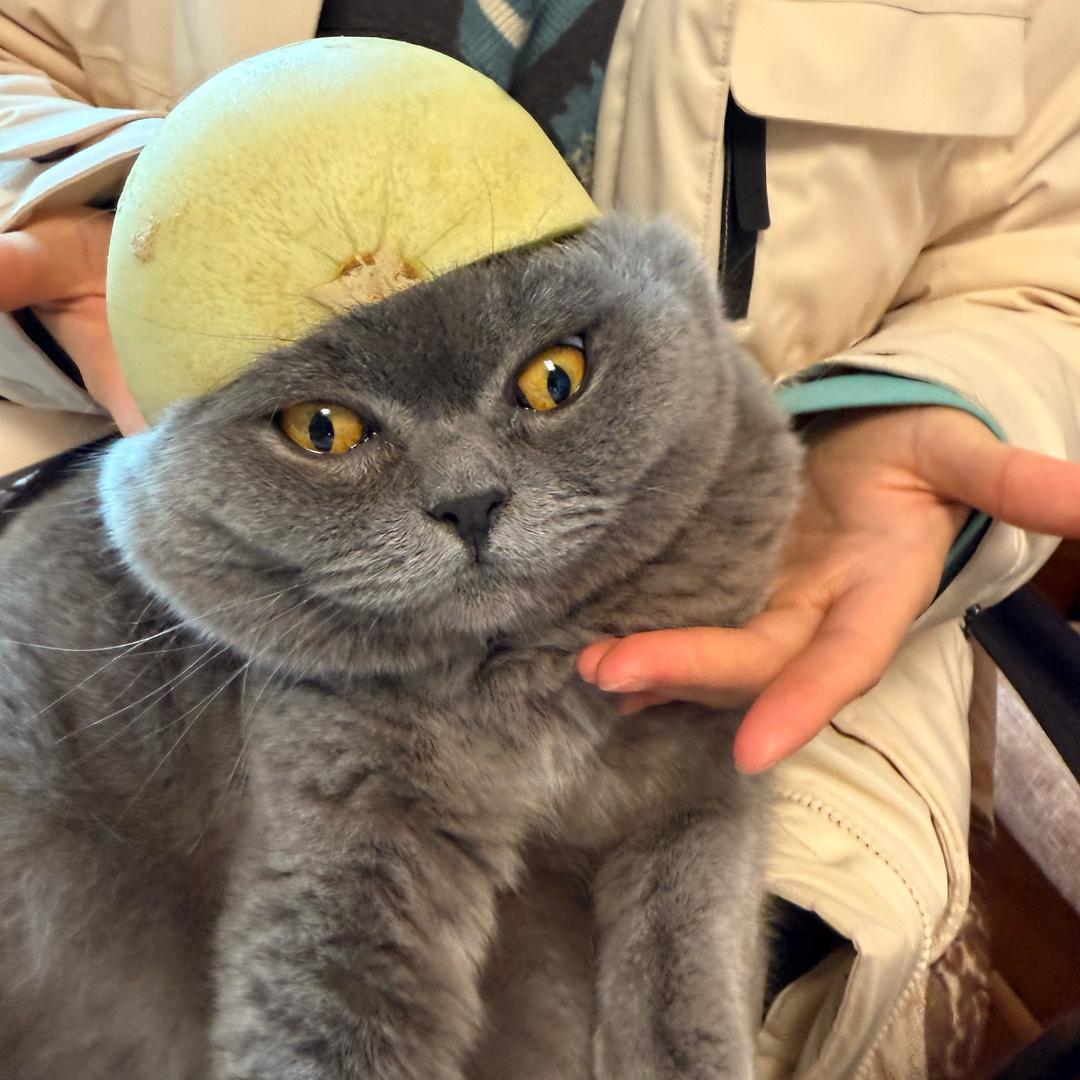 畅恒芝士站