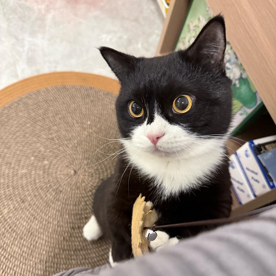 肥猫警长鲁班