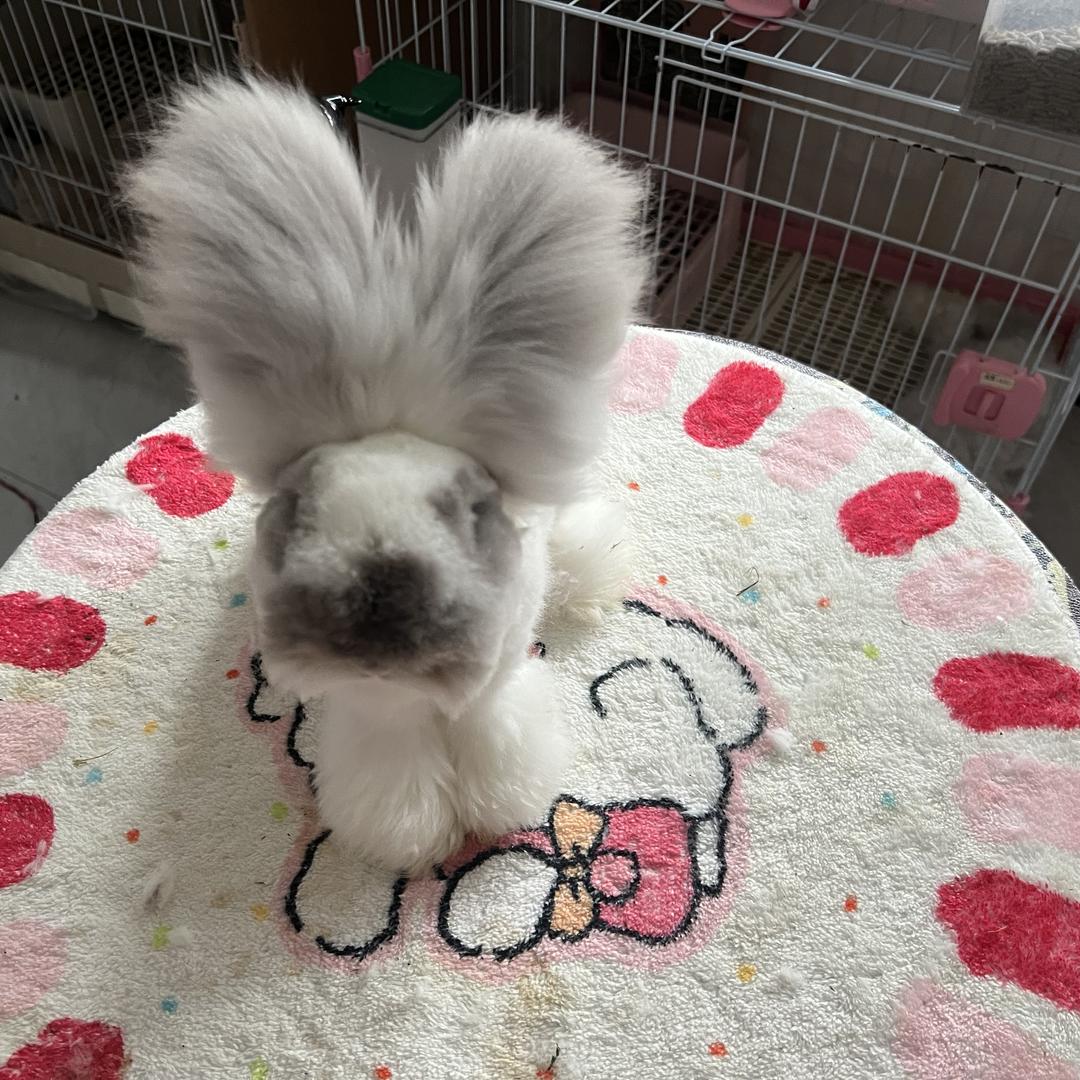 欧阳家安哥拉兔