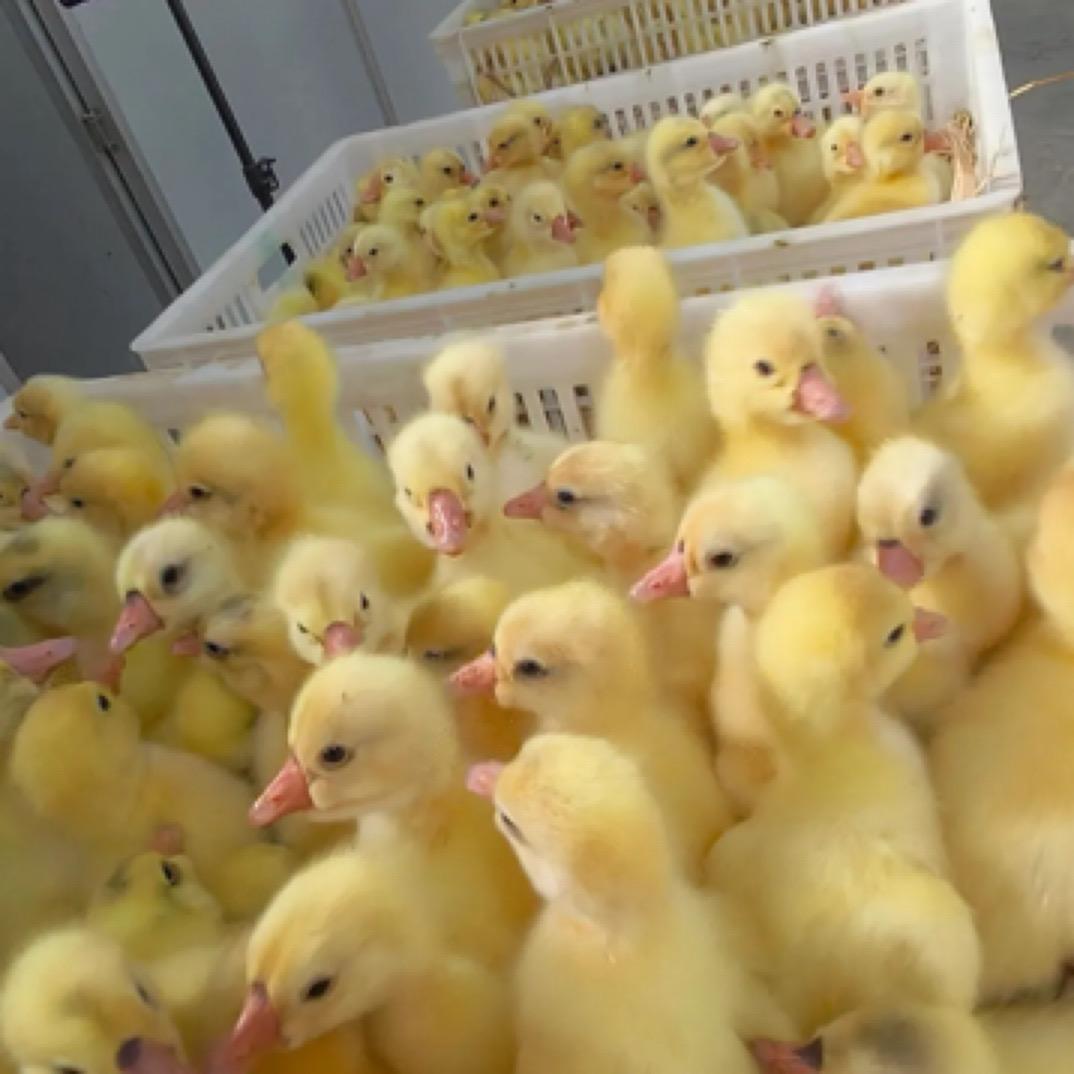 兴隆大型鸡鸭鹅孵化基地